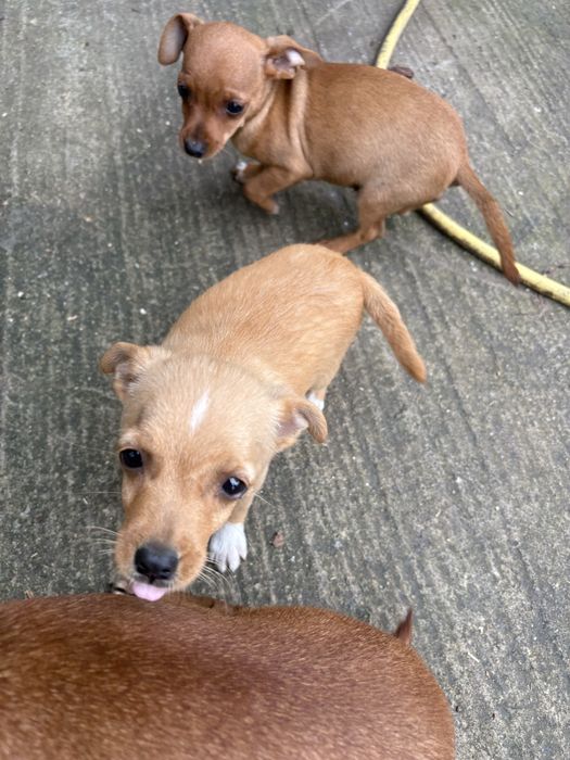 Пинчери търсят новия си дом