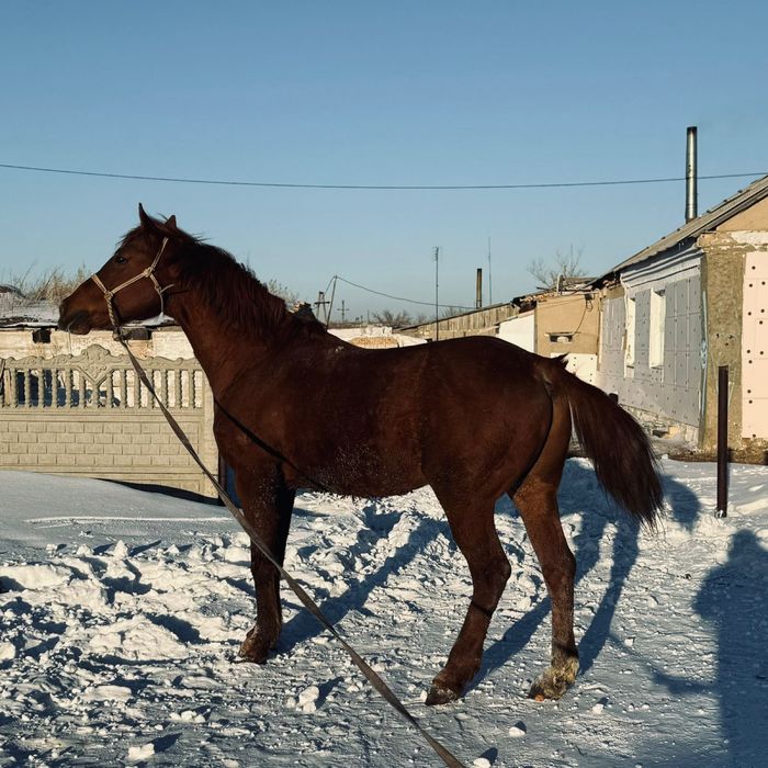 Айғыр,жеребец,лошоди сатылады
