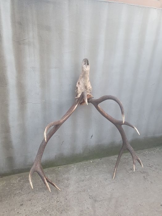 Vând trofeu coarne de cerb