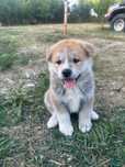 Akita Inu Japonez