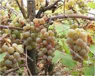Struguri fraga alba si neagra