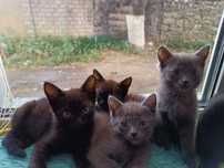 Отдам котят в хорошие, добрые руки