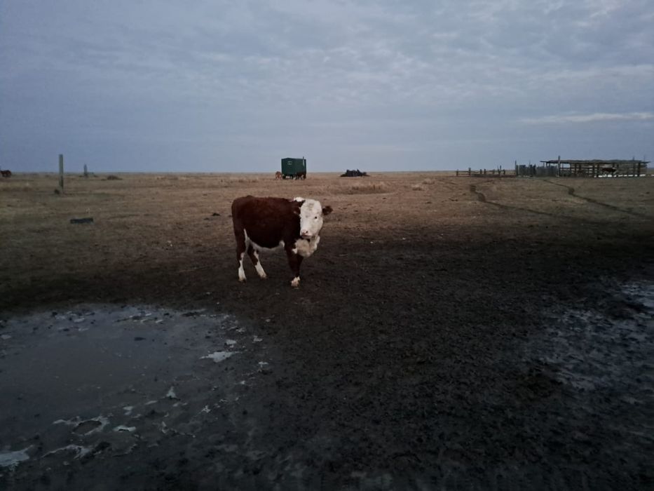 Продам 2х тёлок подсос и 1,5