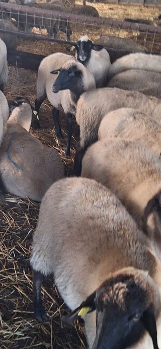 Vând 50 oi carabase tinere și gestante