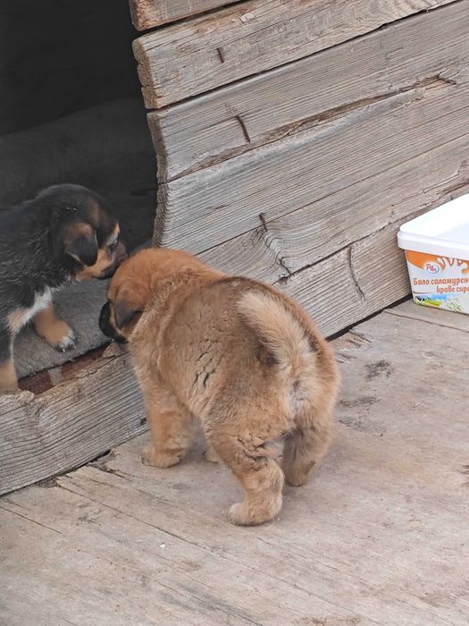 Подарявам бебета кученца