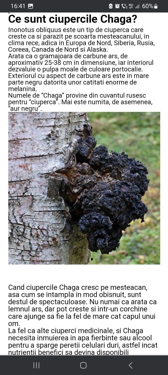 Chaga mesteacan .