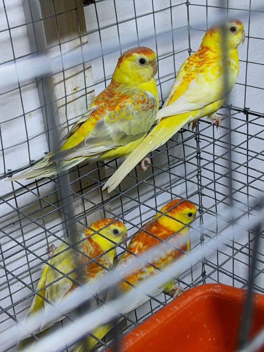 Певчие попугайчики