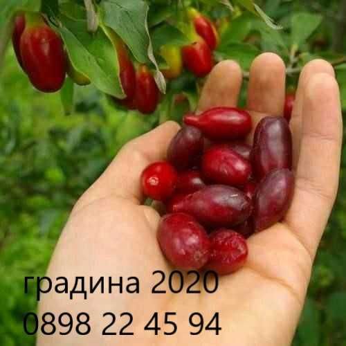Дрян --- Фиданки