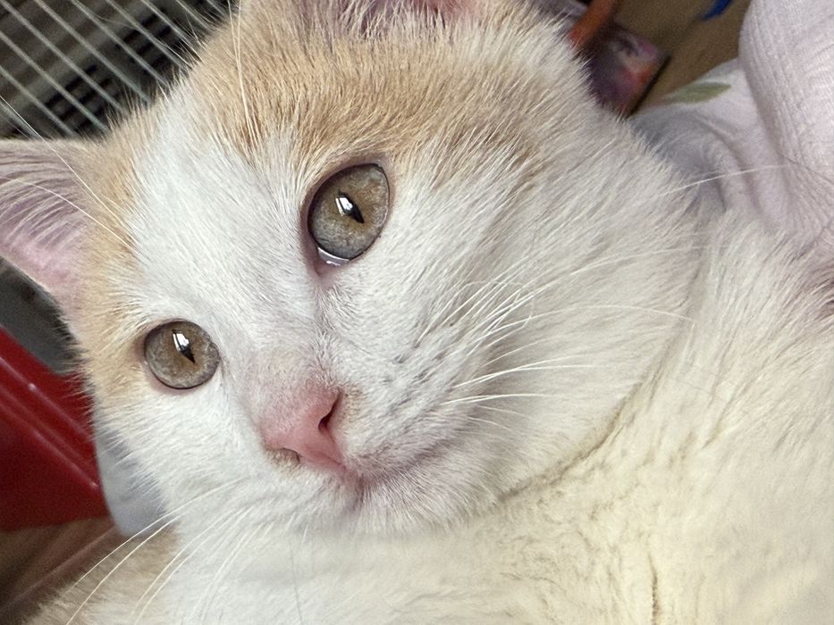 Отдам умного и игривого котёнка