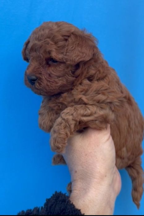 Той Пудел Puddle