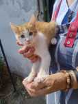 Pisoi spre adopție