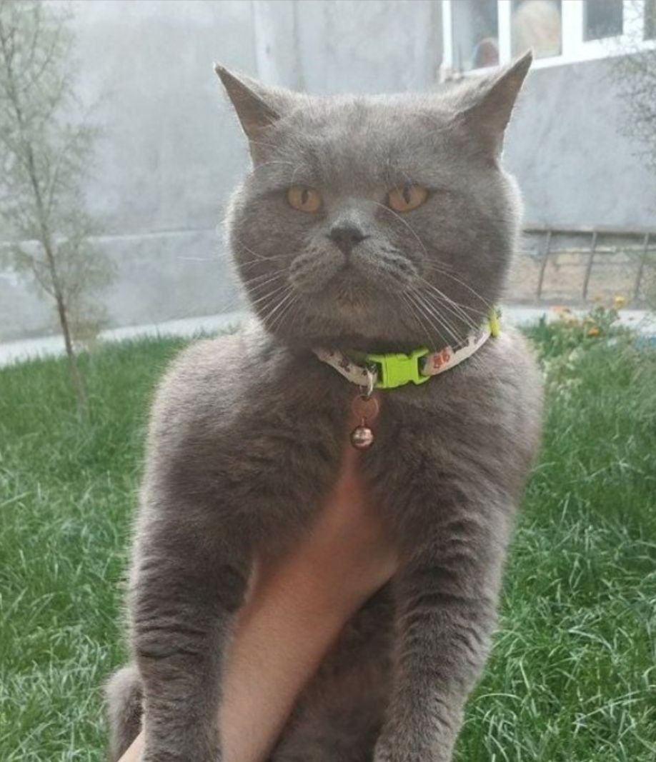 Кичкинтой Скотиш Фолд ва Страйтлар