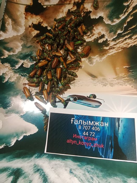 Алтын коныз Майский жук