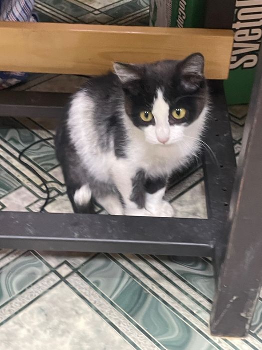 отдам котенка в добрые руки