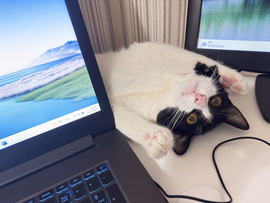 Кошка стерилизована молодая