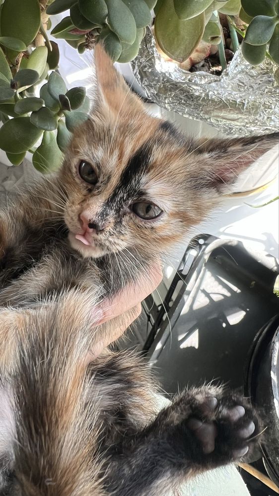 Отдам котенка девочку