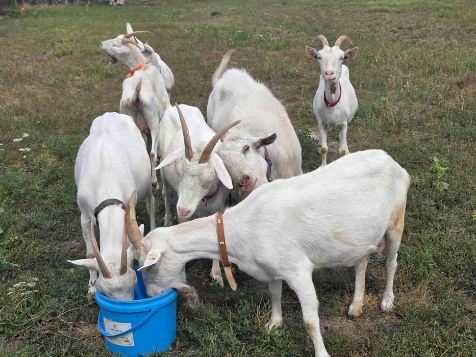 Capre sannen caprele sunt montate