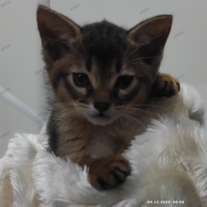 Абиссинец в ваш дом