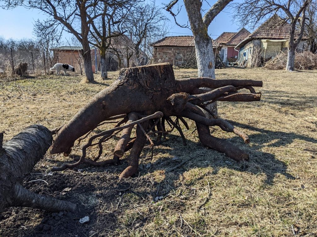 De vânzare rădăcina cireș