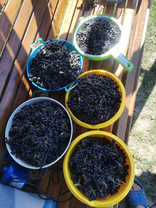Aronia de vanzare
