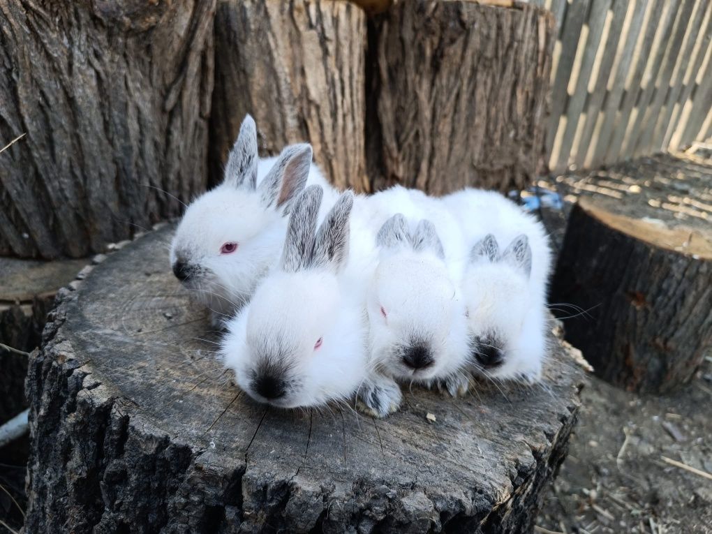 Vând iepuri californieni mici pui paste cadou