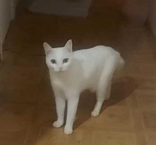 Потерялась кошка белая