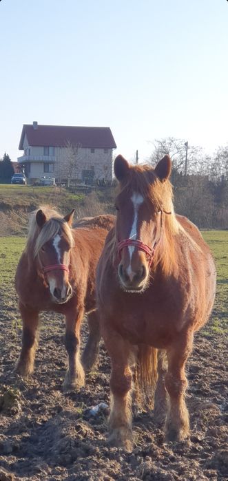 Mânz/mânză/ iepe friz