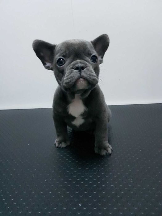 Продава  Пекинез, Френски булдог