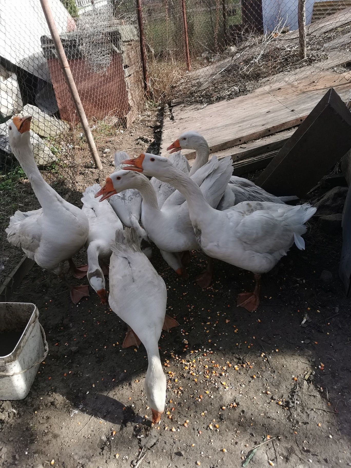 Продавам   Гъски