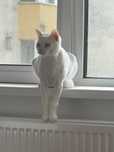 Pisică spre adoptie