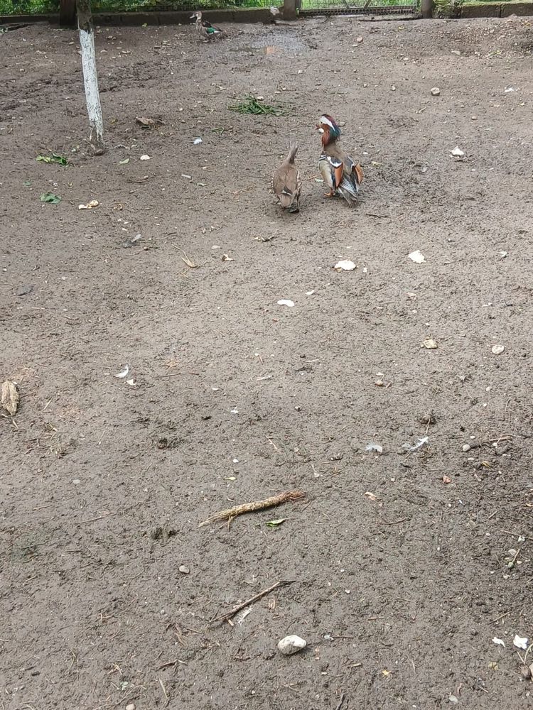 Rațe Mandarin și Atlantic