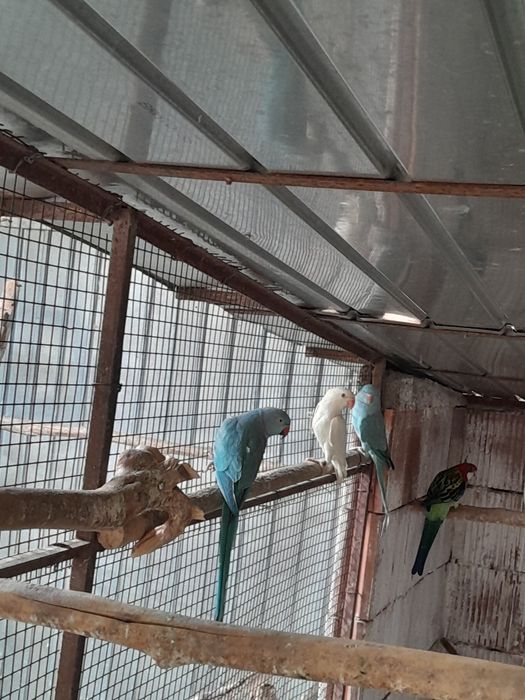 Micul Alexandru, Rozele, Hibrizi Canari