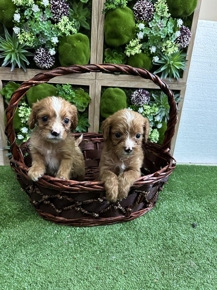 Кавапу/Cavapoo.