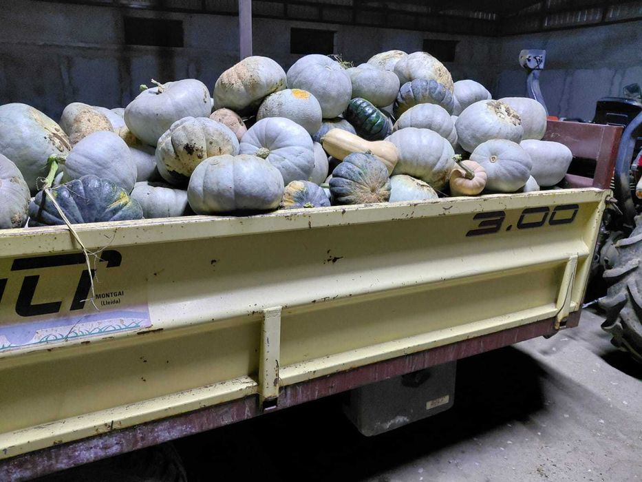 Vand dovleci placintari calitatea 1