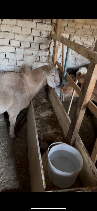 Qochqor toza arashan 12 oyli