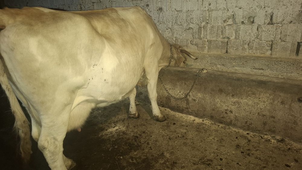 Vând vaca cu lapte