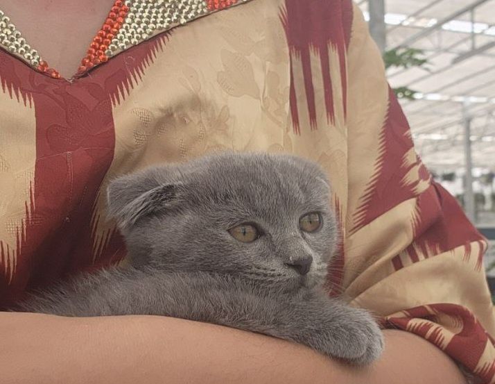 "Scottish fold" O'g'il Mushukcha 2 oylik
