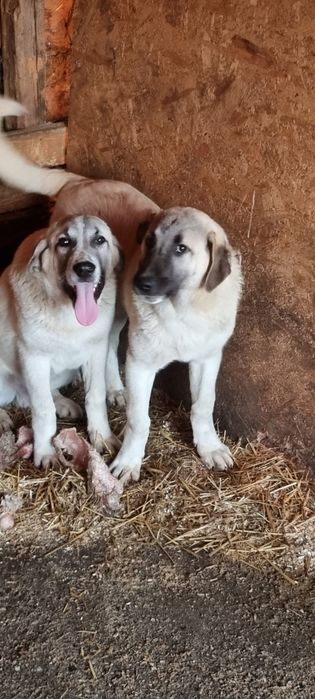 Cătei kangal de 5 luni pentru cei interesati