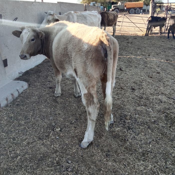 Тёлка алатауской породы 1год 7месяцев от молочной коровы