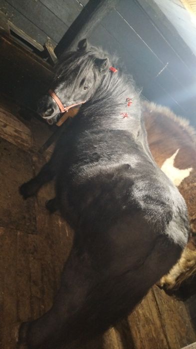 Poneița blândă și afectuoasă