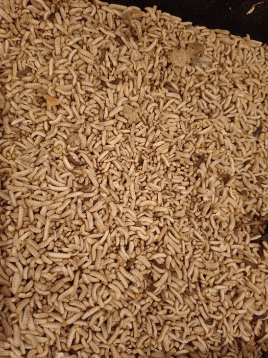 Опарыши черной львинки