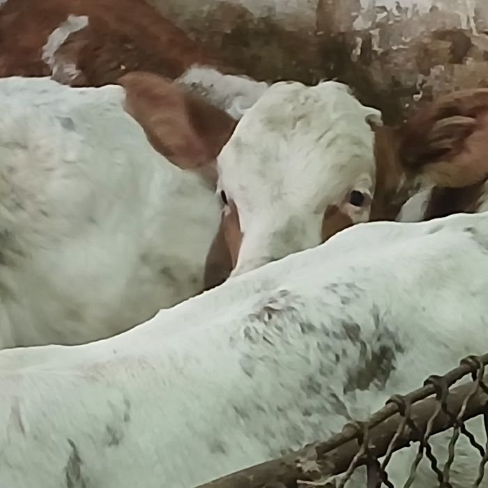 Vitei baltata românească si belgian