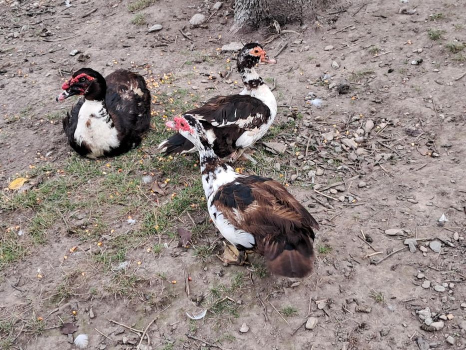 Pui găină brahma,curcani,rate mute,rate de casa , gâste