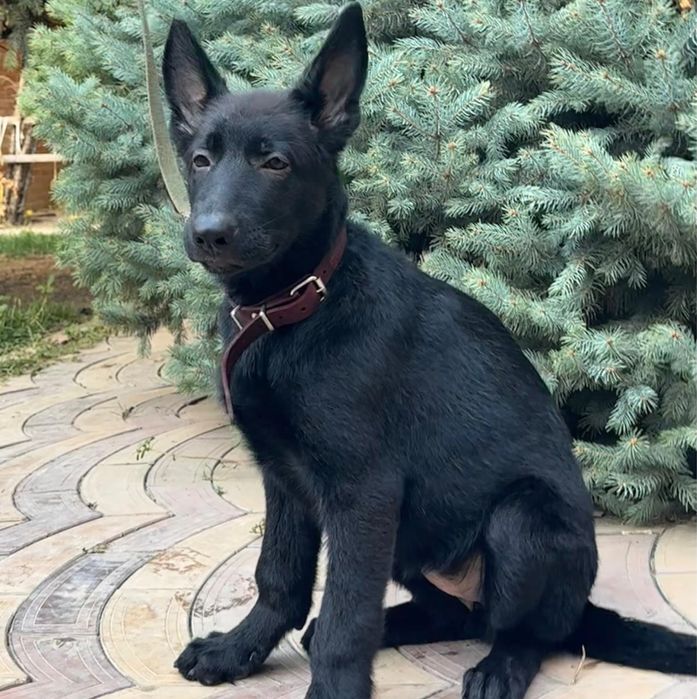 Щенки немецкой овчарки