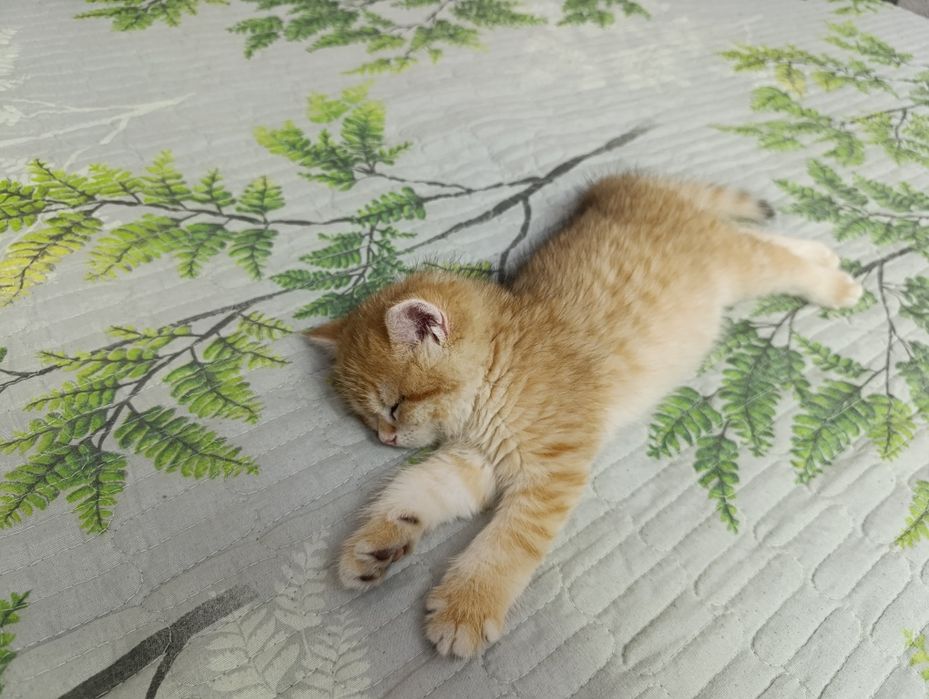 Золотистая шиншилла продаеться