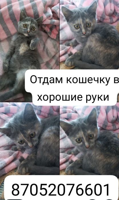 Отдам кошечку в хорошие руки  кушает всё