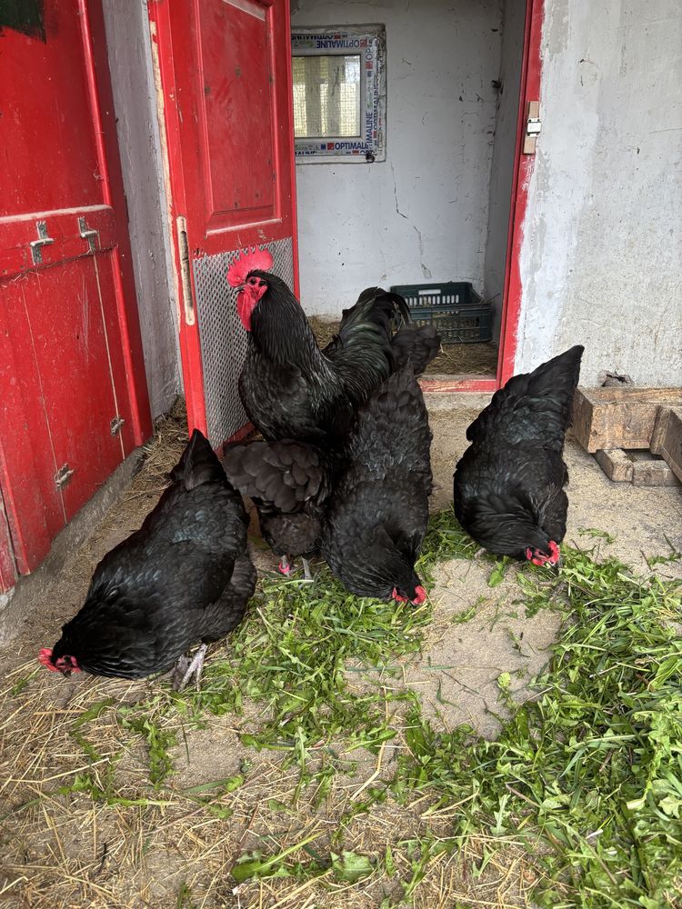Vand gaini Australorp Negru