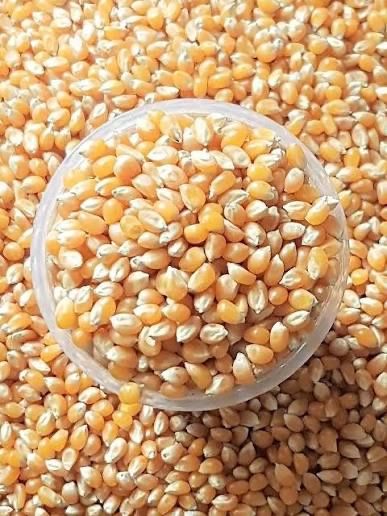 Попкорн зерна россисский