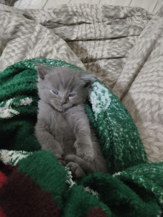 Отдам котят в добрые руки