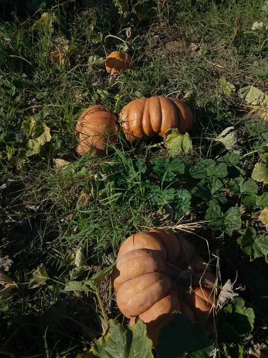De vânzare, dovleci de plăcintă.